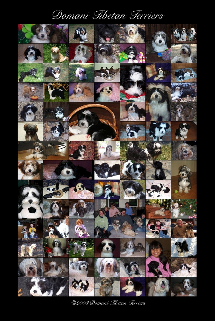 10" x 15" collage of 82 pictures of Domani Tibetan Terriers