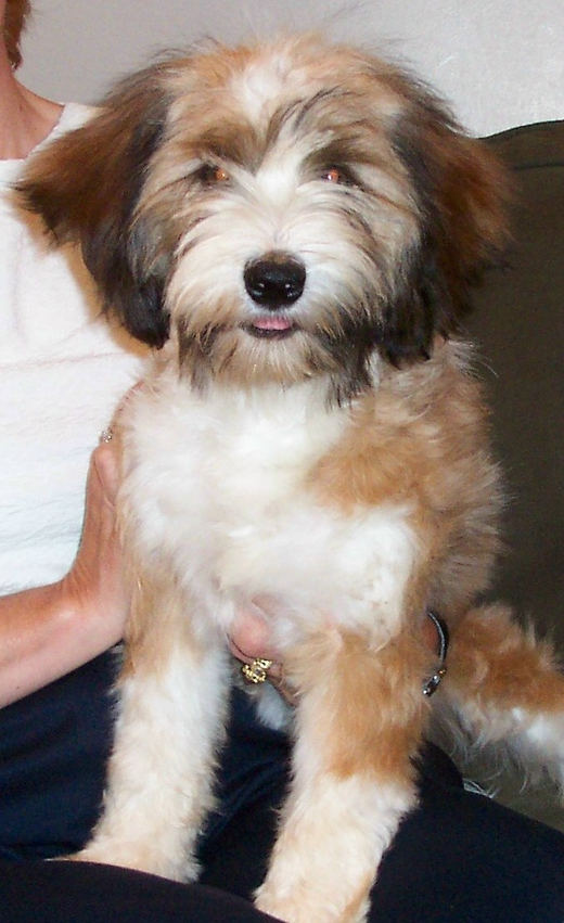 Close-up of a sable-and-white Tibetan Terrier