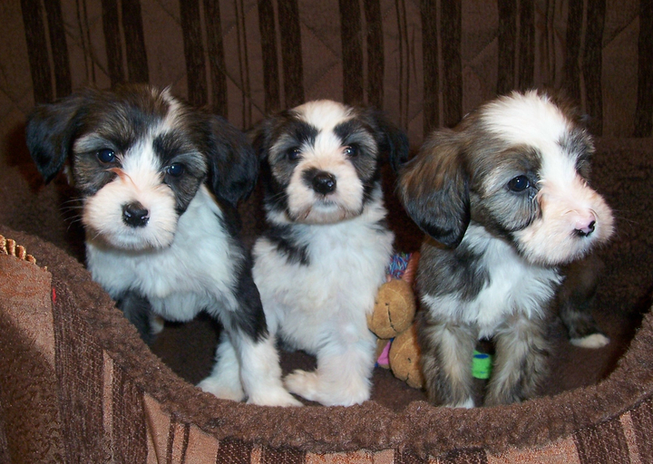 Three young sable-and-white Tibetan Terrier puppies sitting and looking out of a soft brown basket