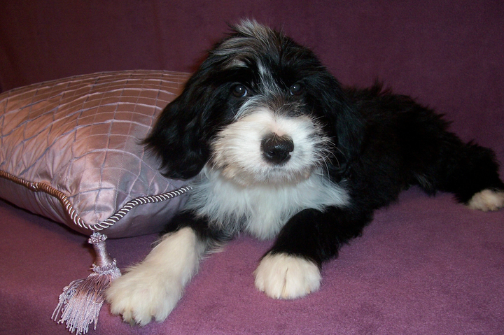 Black-and-white Tibetan Terrier puppy lying on a lavendar blanket near a lavender decorative pillow