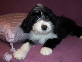 Black-and-white Tibetan Terrier puppy lying on a lavendar blanket near a lavender decorative pillow