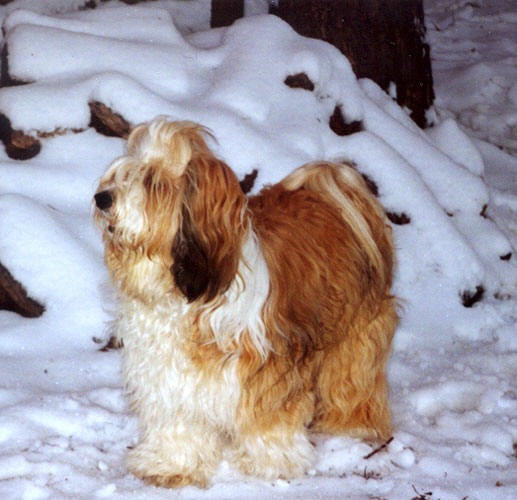 Gold-and-white Tibetan Terrier standing in front of snow-covered logs