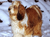 Gold-and-white Tibetan Terrier standing in front of snow-covered logs