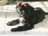 Mostly black Tibetan Terrier lying on a white tile floor