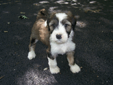 Sable-and-white Tibetan Terrier puppy standing on asphalt