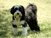 Black-and-white Tibetan Terrier standing on grass