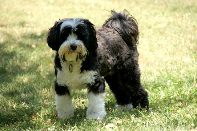 Black-and-white Tibetan Terrier standing on grass