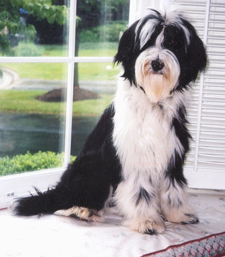 Black-and-white Tibetan Terrier sitting in front of a window