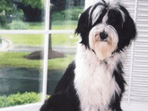 Black-and-white Tibetan Terrier sitting in front of a window