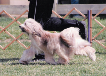 Tan-and-white Tibetan Terrier trotting on grass