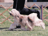 Tan-and-white Tibetan Terrier trotting on grass