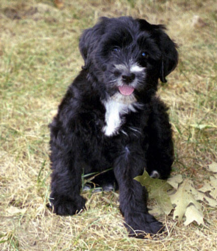 Mostly black Tibetan Terrier sitting on grass