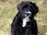 Mostly black Tibetan Terrier sitting on grass