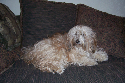 Gold sable Tibetan Terrier lying on a brown sofa in front of brown pillows