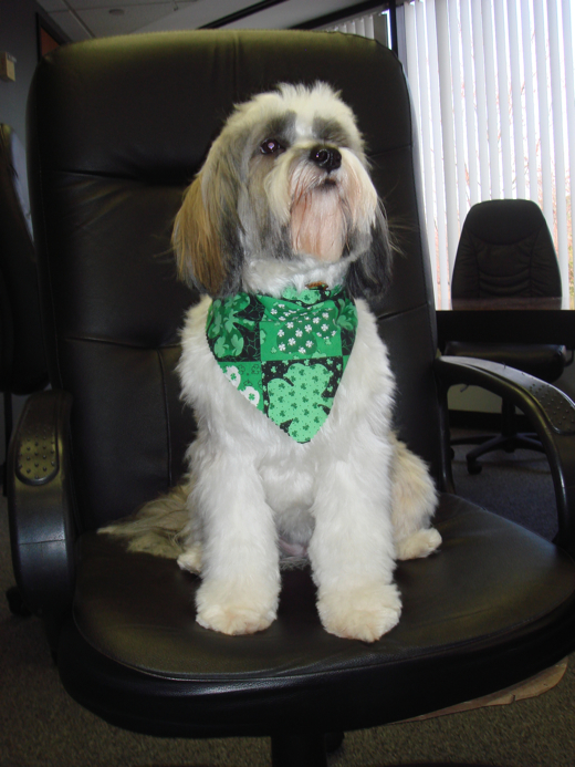Mostly white Tibetan Terrier wearing green scarf and sitting on office chair