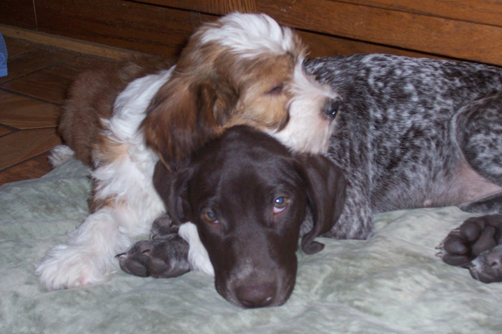 Sable-and-white Tibetan Terrier lying down on a beige mat with its head on top of the neck of another dog