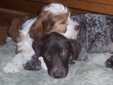 Sable-and-white Tibetan Terrier lying down on a beige mat with its head on top of the neck of another dog