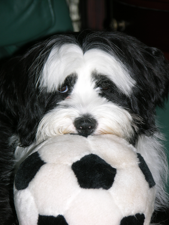 Close-up of the face of a black-and-white Tibetan Terrier resting on a soft soccer ball