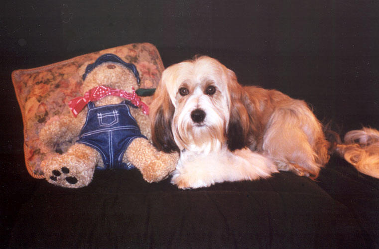 Sable Tibetan Terrier lying on a couch next to a Raggedy Ann Doll and a decorative pillow