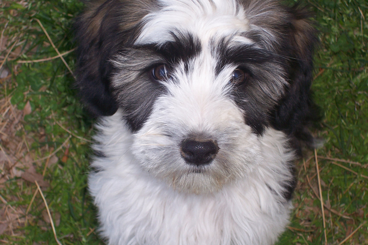 Black-and-white Tibetan Terrier sitting on grass and looking up