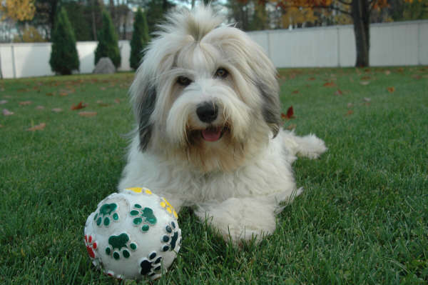 Mostly white Tibetan Terrier lying on grass behind a ball