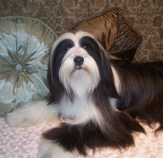 Long-haired black-and-white Tibetan Terrier lying on a couch near two decorative pillows, one silver and one brown