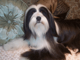 Long-haired black-and-white Tibetan Terrier lying on a couch near two decorative pillows, one silver and one brown