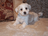 Tan-and-white Tibetan Terrier puppy lying on a beige blanket in front of decorative pillows