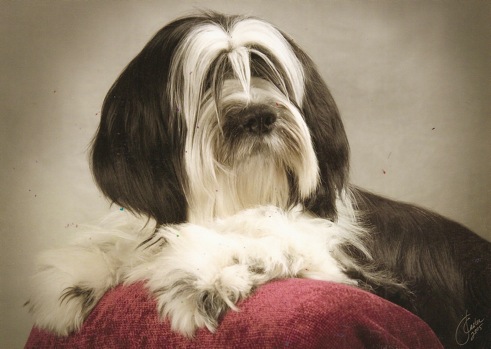 Long-haired dark gray-and-white Tibetan Terrier lying on a red pillow