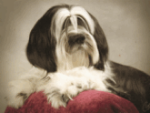Long-haired dark gray-and-white Tibetan Terrier lying on a red pillow