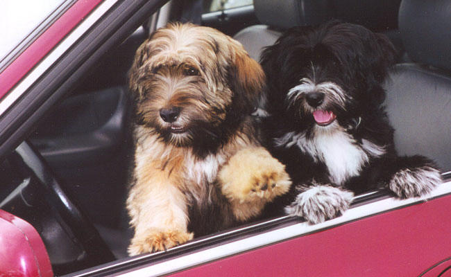 One sable and one black-and-white Tibetan Terrier looking out of a car window, both with their front paws on the car door