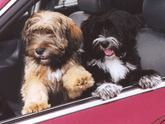 One sable and one black-and-white Tibetan Terrier looking out of a car window, both with their front paws on the car door