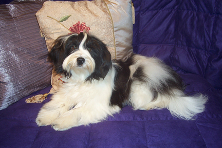 White-and-black Tibetan Terrier lying on a purple quilt in front of a decorative pillow