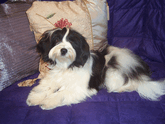 White-and-black Tibetan Terrier lying on a purple quilt in front of a decorative pillow