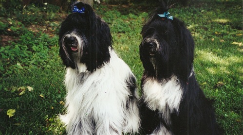 Two Tibetan Terriers sitting, one mostly white with some black, and one mostly black with some white, and both with blue ribbons in their hair