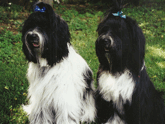Two Tibetan Terriers sitting, one mostly white with some black, and one mostly black with some white, and both with blue ribbons in their hair