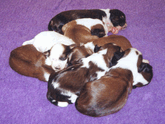 Litter of mostly sable-and-white Tibetan Terrier puppies nestled together on a purple blanket