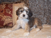 Sable-and-white Tibetan Terrier puppy lying in a soft beige blanket in front of a decorative red-and-gold pillow