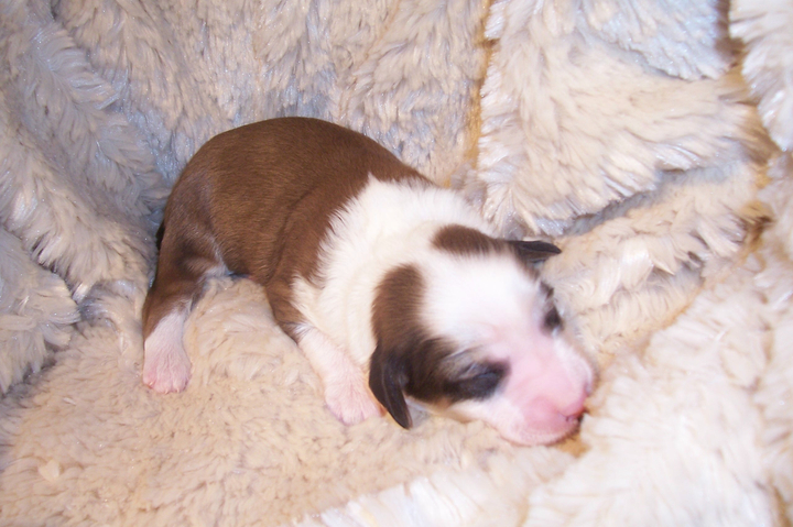 Baby sable-and-white Tibetan Terrier puppy lying on a soft beige blanket