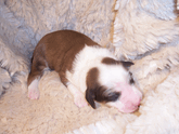 Baby sable-and-white Tibetan Terrier puppy lying on a soft beige blanket