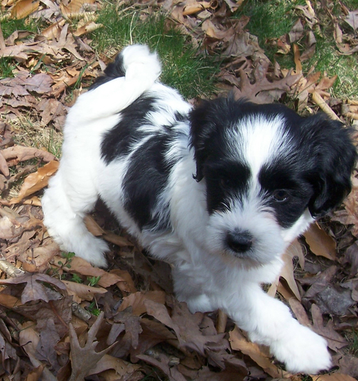 White-and-black Tibetan Terrier puppy standing on leaves