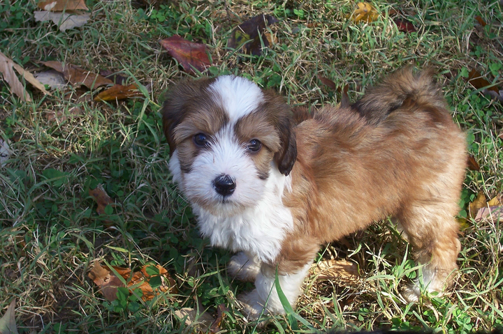 Sable-and-white Tibetan Terrier puppy standing ion grass
