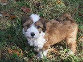 Sable-and-white Tibetan Terrier puppy standing on grass