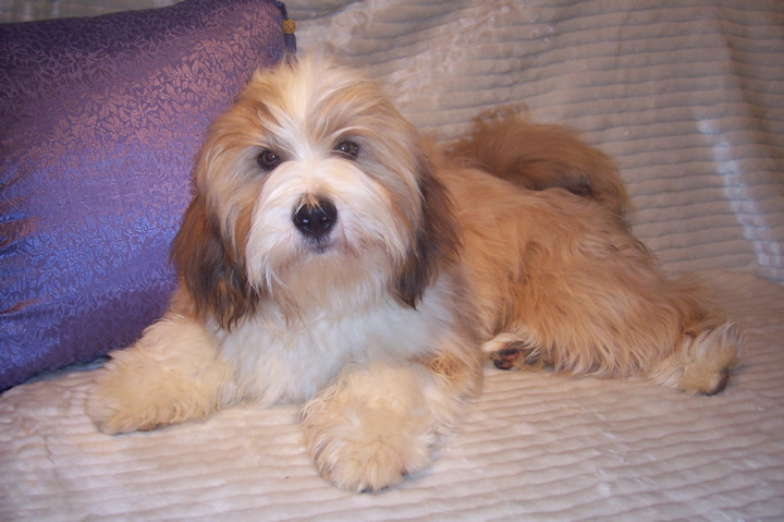 Tan-and-white Tibetan Terrier lying on a beige blanket