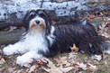 Black-and-white Tibetan Terrier lying on leaves