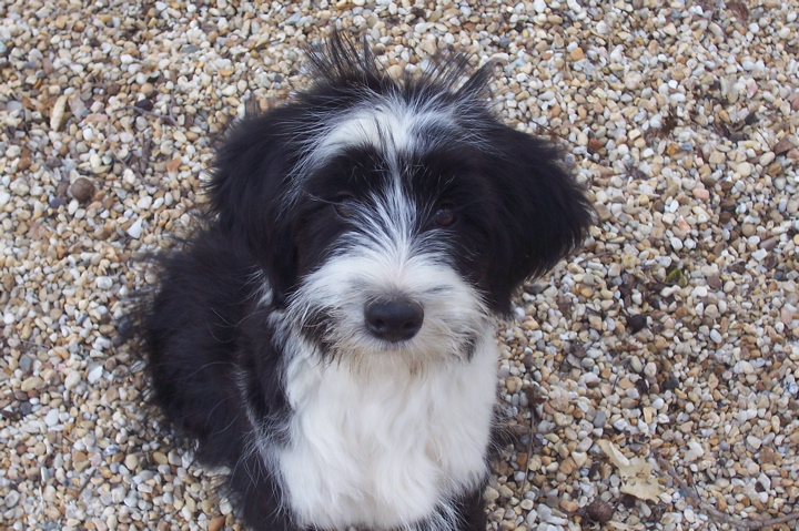 Black-and-white Tibetan Terrier sitting on pea gravel