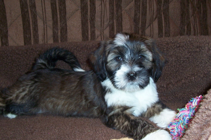 Sable Tibetan Terrier on a brown couch
