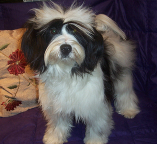 Black-and-white Tibetan Terrier standing in front of decorative pillow