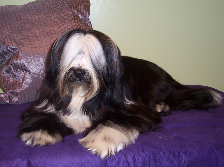 Long-haired black-and-white Tibetan Terrier lying on a purple blanket