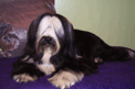 Long-haired black-and-white Tibetan Terrier lying on a purple blanket